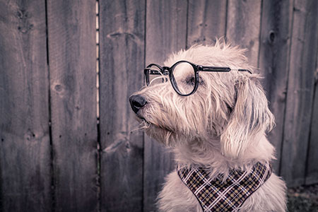 Dog-with-glasses